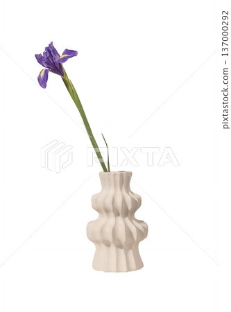 Iris germanica bloom in ceramic vase isolated background. Single purple flower minimal interior decor composition. Spring floral concept.. 137000292