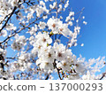 陽光下盛開的櫻花特寫 137000293