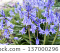 一簇藍鈴花的特寫 137000296
