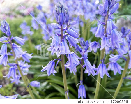 一簇藍鈴花的特寫 137000296
