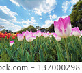 排列整齊的鬱金香和陰雲密佈的天空 137000298