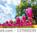 陽光下的粉紅色鬱金香 137000299