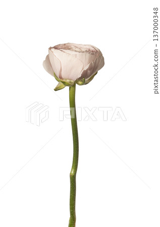 Ranunculus asiaticus pink blossom vertical stem isolated background. Single buttercup plant minimal composition. Spring floral botanical detail concept.. Ranunculus asiaticus pink blossom vertical stem isolated background. Single buttercup plant minimal composition. Spring floral botanical detail concept.. 137000348