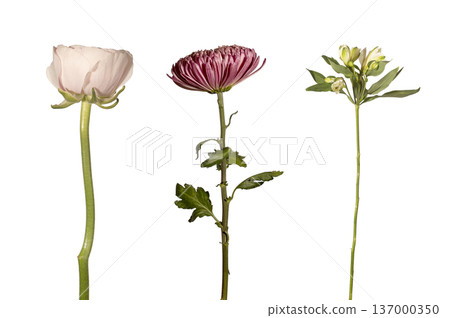 Ranunculus, chrysanthemum, alstroemeria stems isolated background. Vertical botanical composition, floral trio aligned minimal scene. Garden bloom, spring decorative concept.. Ranunculus, chrysanthemum, alstroemeria stems isolated background. Vertical botanical composition, floral trio aligned minimal scene. Garden bloom, spring decorative concept.. 137000350