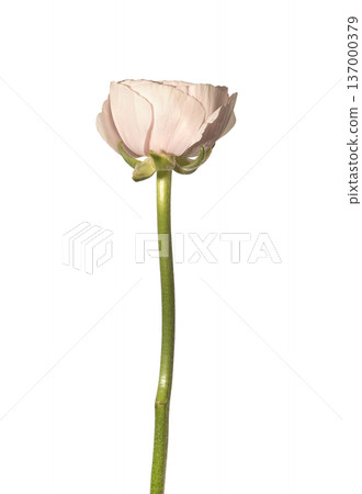Single ranunculus asiaticus pale pink bloom vertical stem isolated background. Upright buttercup flower minimal studio composition. Spring floral botanical concept.. Single ranunculus asiaticus pale pink bloom vertical stem isolated background. Upright buttercup flower minimal studio composition. Spring floral botanical concept.. 137000379