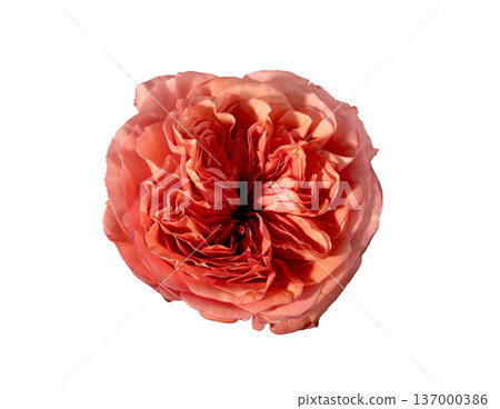 Top view rosa hybrida coral bloom isolated background. Single garden rose detailed minimal composition. Spring floral botanical concept.. 137000386