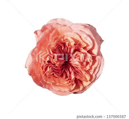 Top view rosa hybrida coral bloom isolated background. Single garden rose minimal composition. Spring floral botanical detail concept.. Top view rosa hybrida coral bloom isolated background. Single garden rose minimal composition. Spring floral botanical detail concept.. 137000387
