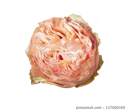 Top view rosa multiflora peach bloom isolated background. Single bush rose flower minimal composition. Spring floral botanical detail concept.. Top view rosa multiflora peach bloom isolated background. Single bush rose flower minimal composition. Spring floral botanical detail concept.. 137000389