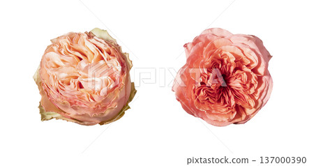 Top view, bush rose buds isolated background. Overhead layout, rosa multiflora blossoms paired minimal composition. Floral detail, botanical spring freshness theme.. Top view, bush rose buds isolated background. Overhead layout, rosa multiflora blossoms paired minimal composition. Floral detail, botanical spring freshness theme.. 137000390