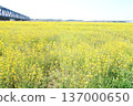 Rape blossoms and a bridge crossing an iron bridge 137000650