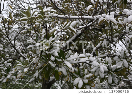 路邊樹上的雪 137000716