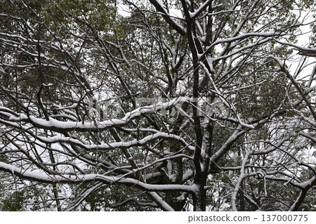 Snow on the roadside trees Snow on the roadside trees 137000775