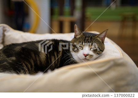 Sleeping cat 137000822