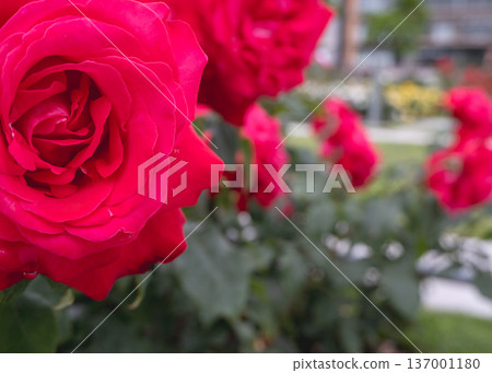 盛開的鮮紅玫瑰 盛開的鮮紅玫瑰 137001180