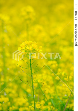 靜靜綻放的春日光芒 137001192