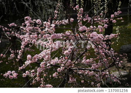 Jonangu Weeping Plum Jonangu Weeping Plum 137001256