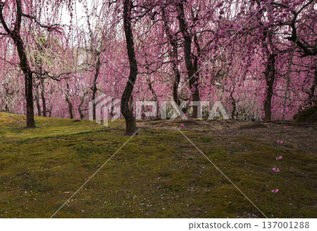 Jonangu Weeping Plum Jonangu Weeping Plum 137001288