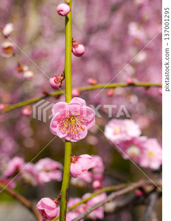 上南宮垂枝梅 137001295