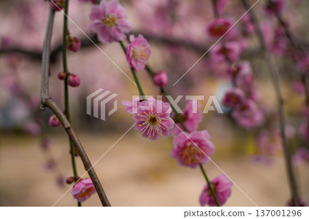 Jonangu Weeping Plum Jonangu Weeping Plum 137001296