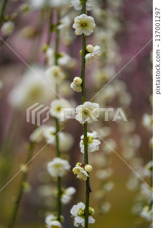Jonangu Weeping Plum Jonangu Weeping Plum 137001297