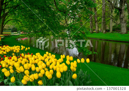 The path through a vibrant tulip garden in full bloom during the delightful spring season is breathtaking The path through a vibrant tulip garden in full bloom during the delightful spring season is breathtaking 137001328