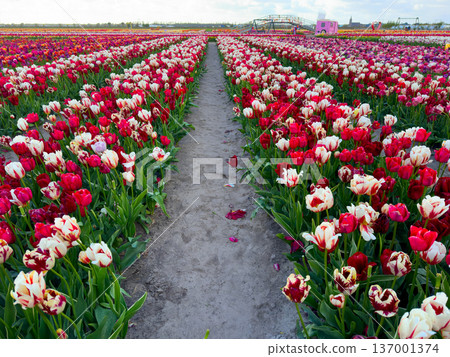 Dutch yellow tulip fields in sunny day 137001374
