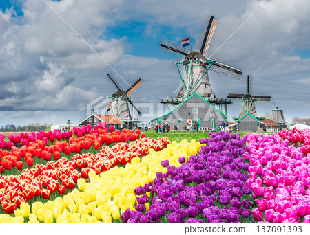 one dutch windmill over tulips one dutch windmill over tulips 137001393