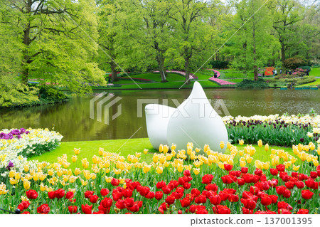 Rows of tulip flowers Rows of tulip flowers 137001395
