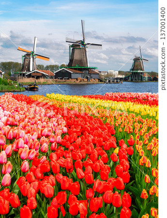 one dutch windmill over tulips one dutch windmill over tulips 137001400