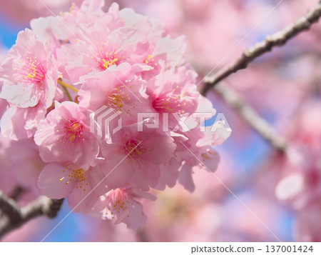 Kawazu cherry blossoms in full bloom, shining brilliantly against the blue sky. Natural scenery (February 2026) Kawazu cherry blossoms in full bloom, shining brilliantly against the blue sky. Natural scenery (February 2026) 137001424