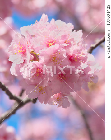 河津櫻花盛開,在藍天的襯托下閃閃發光。自然風光(2026年2月) 河津櫻花盛開,在藍天的襯托下閃閃發光。自然風光(2026年2月) 137001425