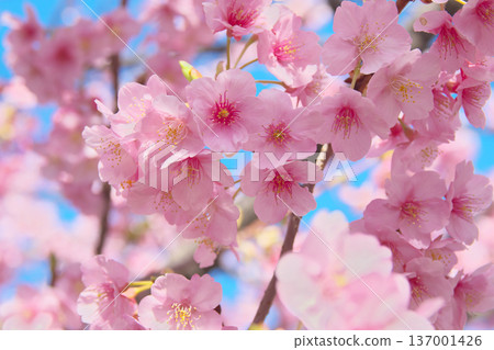 河津櫻花盛開，在藍天的襯托下閃閃發光。自然風光（2026年2月） 137001426