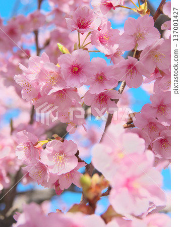 河津櫻花盛開,在藍天的襯托下閃閃發光。自然風光(2026年2月) 河津櫻花盛開,在藍天的襯托下閃閃發光。自然風光(2026年2月) 137001427