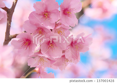 河津櫻花盛開,在藍天的襯托下閃閃發光。自然風光(2026年2月) 河津櫻花盛開,在藍天的襯托下閃閃發光。自然風光(2026年2月) 137001428