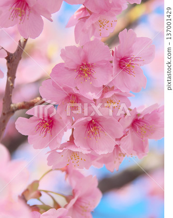 河津櫻花盛開，在藍天的襯托下閃閃發光。自然風光（2026年2月） 137001429