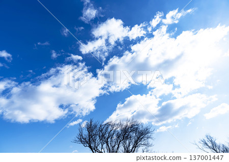 Winter sky, clouds and trees Winter sky, clouds and trees 137001447
