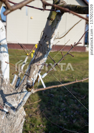 Whitewashed fruit tree with labeled branches. Spring orchard care. Buds on bare branches. Tree maintenance and gardening Whitewashed fruit tree with labeled branches. Spring orchard care. Buds on bare branches. Tree maintenance and gardening 137001509