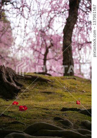 Seongnam-gu Palace plum 137001567