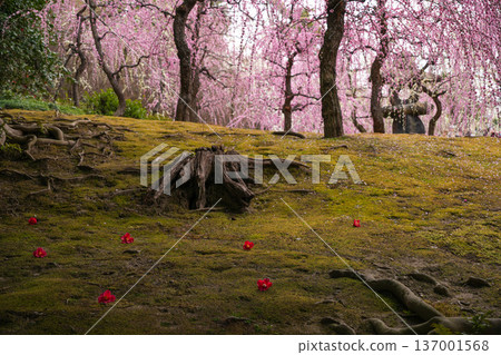 Seongnam-gu Palace plum 137001568