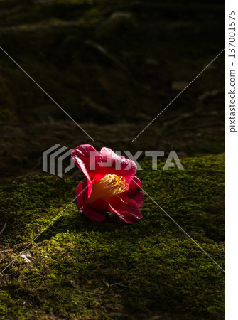 Seongnam-gu Palace plum 137001575