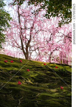 Seongnam-gu Palace plum 137001625