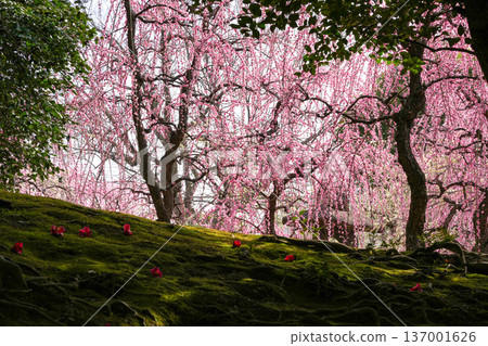 Seongnam-gu Palace plum Seongnam-gu Palace plum 137001626