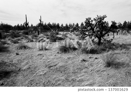 Black and White Sonoran Desert Arizona om Film Black and White Sonoran Desert Arizona om Film 137001629