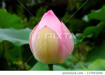 Landscape with lotus flowers Landscape with lotus flowers 137001698