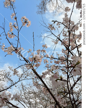 天空映襯著櫻花的美麗。 天空映襯著櫻花的美麗。 137001715
