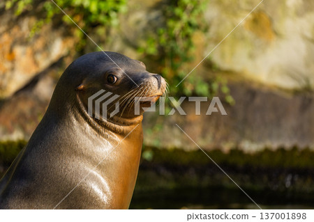 pair of California sea lions bask in sun. Zalophus californianus. 137001898