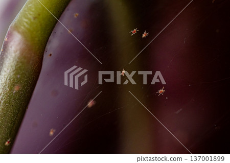 Tetranychus urticae red spider mite or two-spotted spider mite 137001899