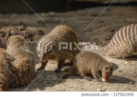 Banded Mongoose, group with baby, Mungos mungo 137001900