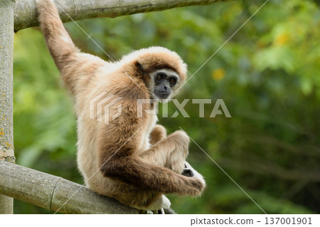 lar gibbon white-handed gibbon, an endangered primate in the gibbon family 137001901