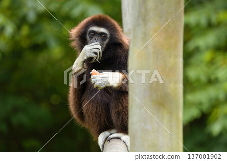 lar gibbon white-handed gibbon, an endangered primate in the gibbon family lar gibbon white-handed gibbon, an endangered primate in the gibbon family 137001902